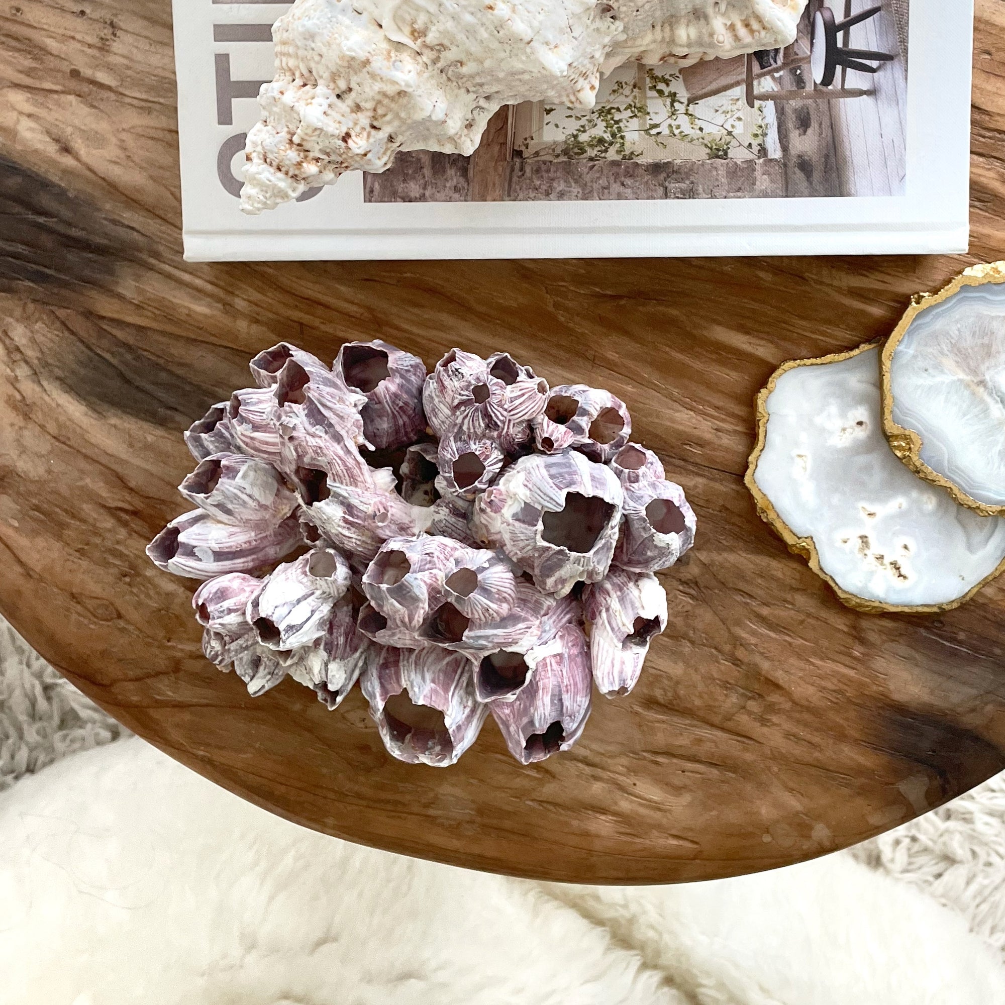 Natural Barnacle Cluster