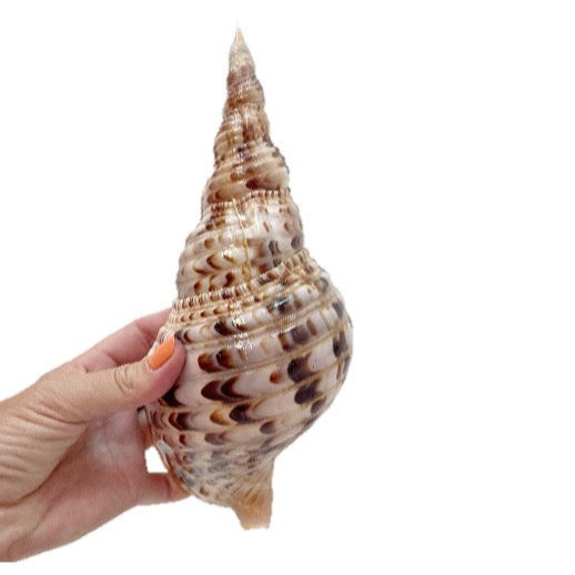 Real Large Polished Triton Shell 26 CM