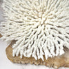 Plate Coral Specimen C
