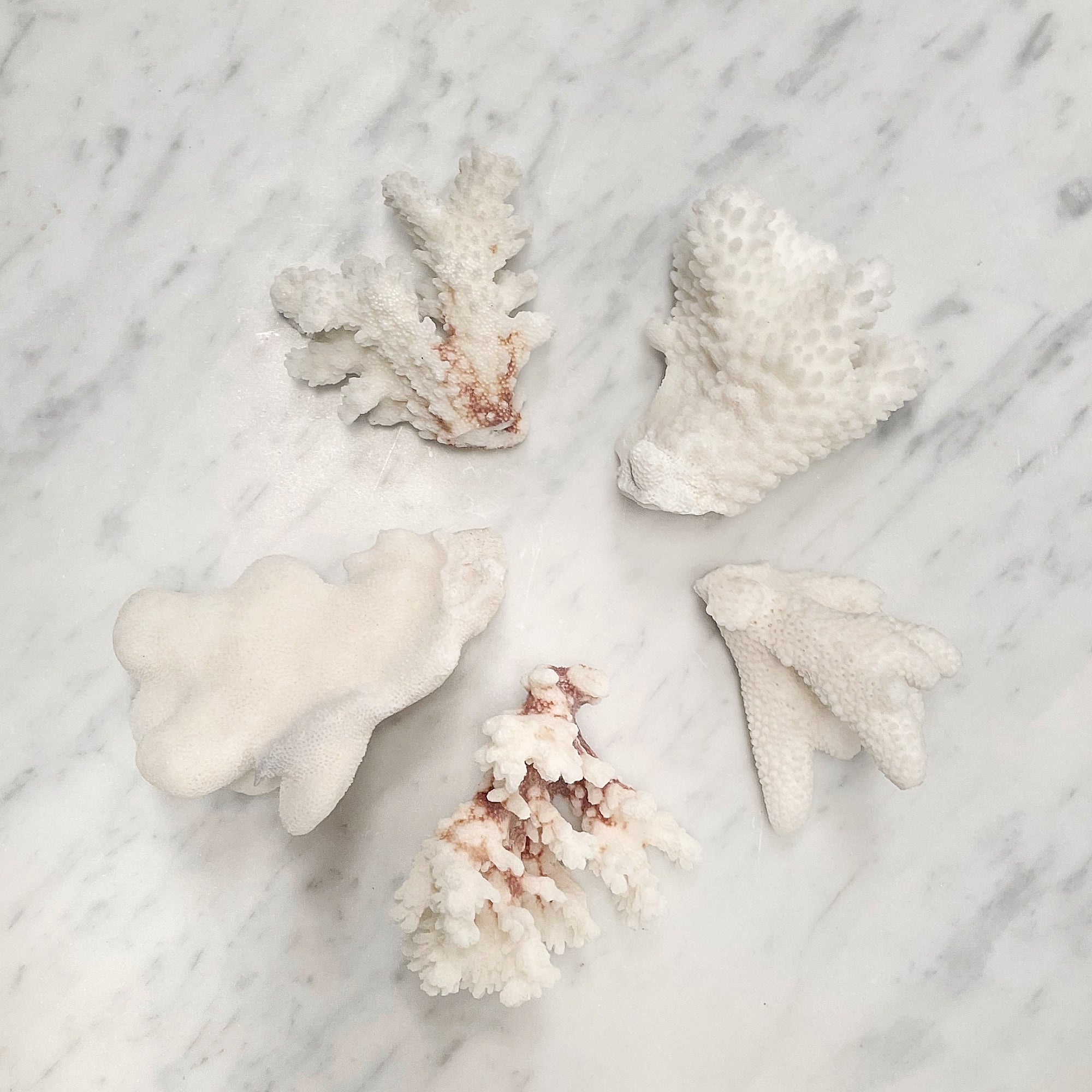Mini Coral Bundles Set of 5