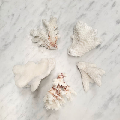 Mini Coral Bundles Set of 5
