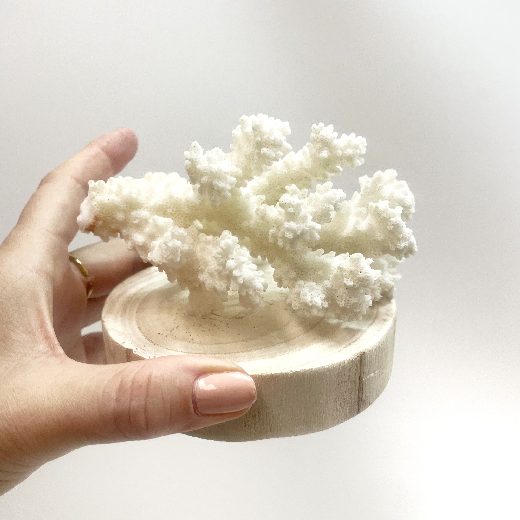 Brown Stem Coral C on Timber Slice