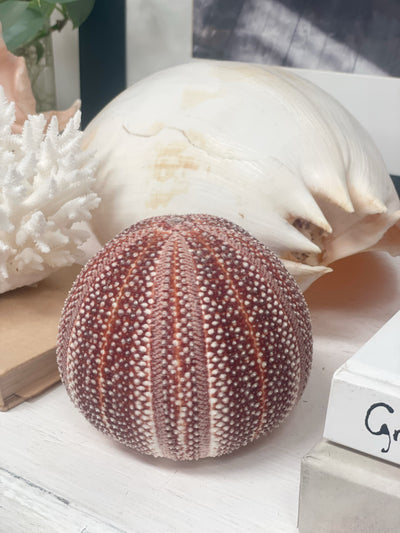 Real Giant Sea Urchin AKA Cornish Urchin