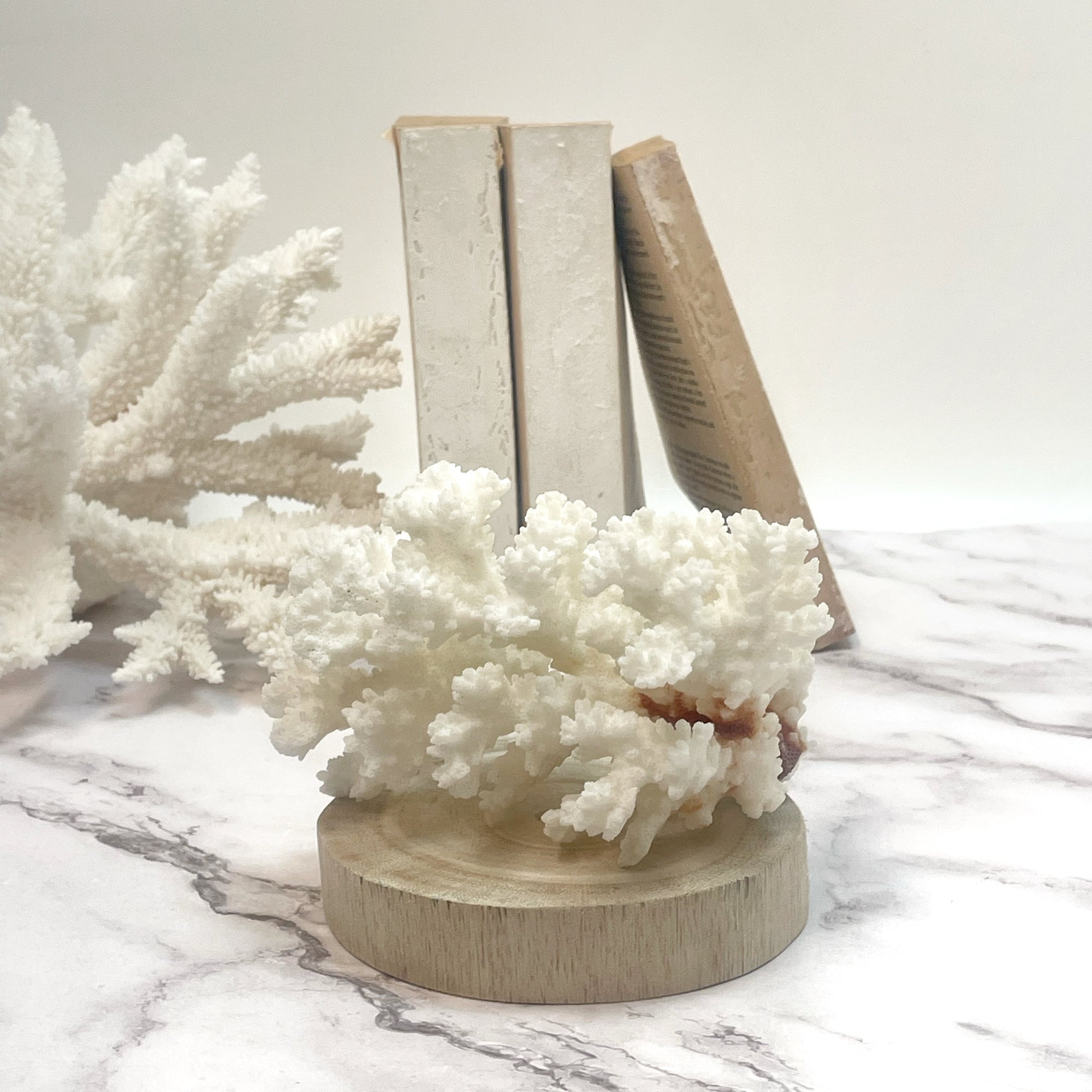 Brown Stem Coral E on Timber Slice