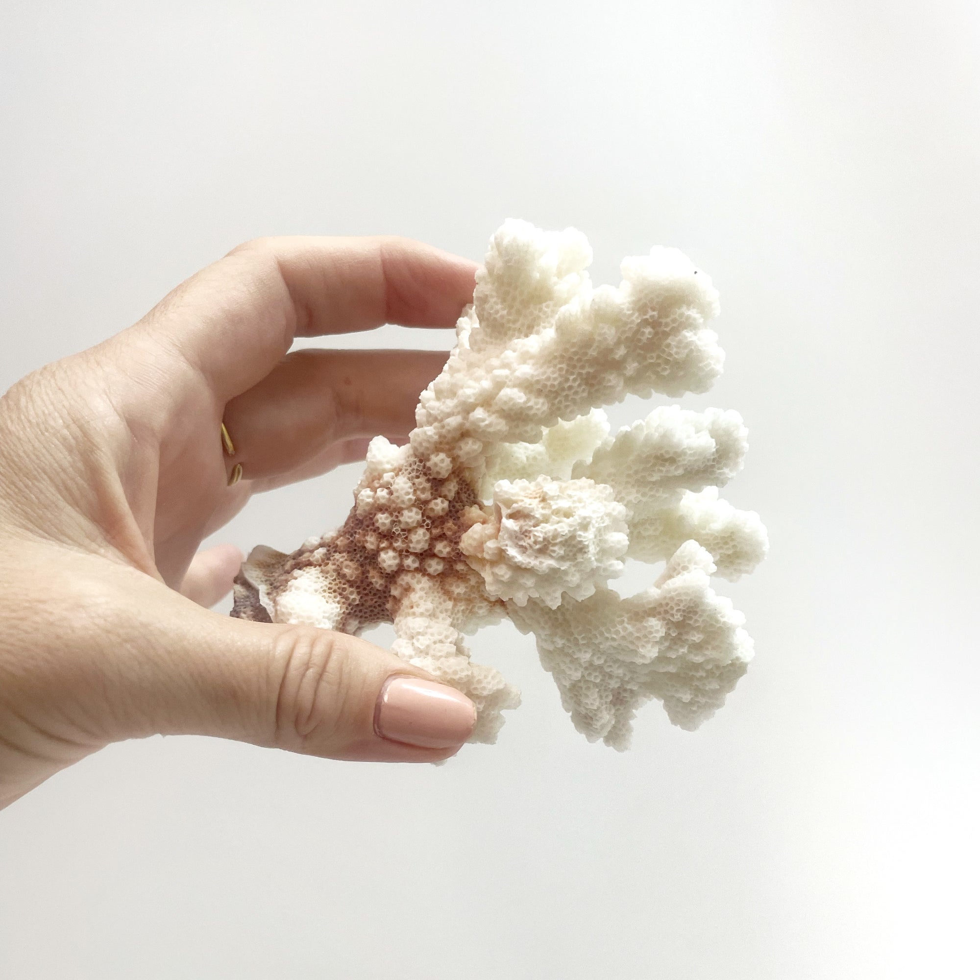 Brown Stem Coral B on Timber Slice