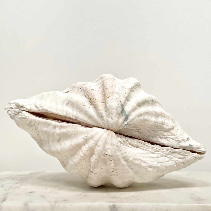 Real Clamshell Double 27 CM