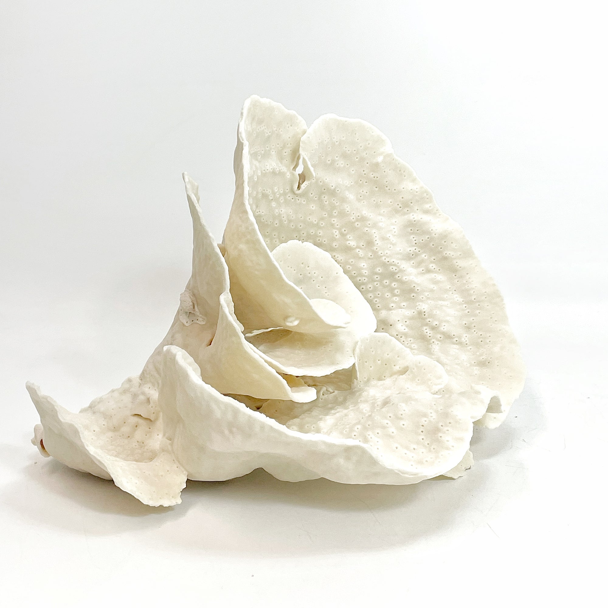 2025 Feature Collection: Turban Vase Coral Oversize #10