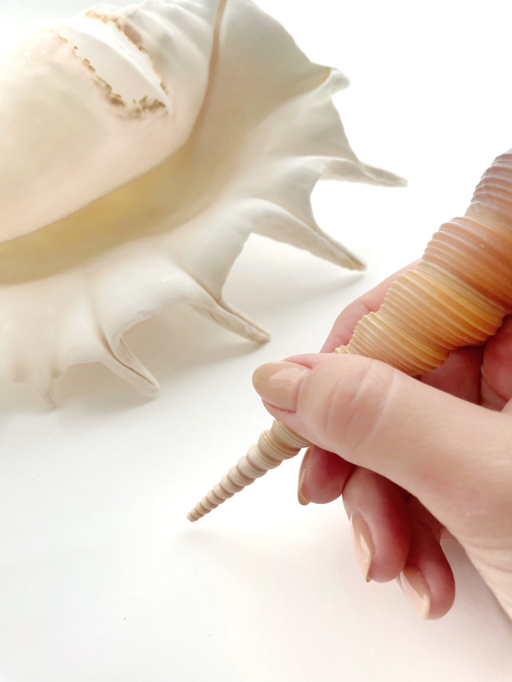 Real Large Spider Conch Shell