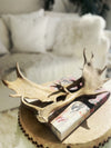 Real Fallow Deer Antler Pair