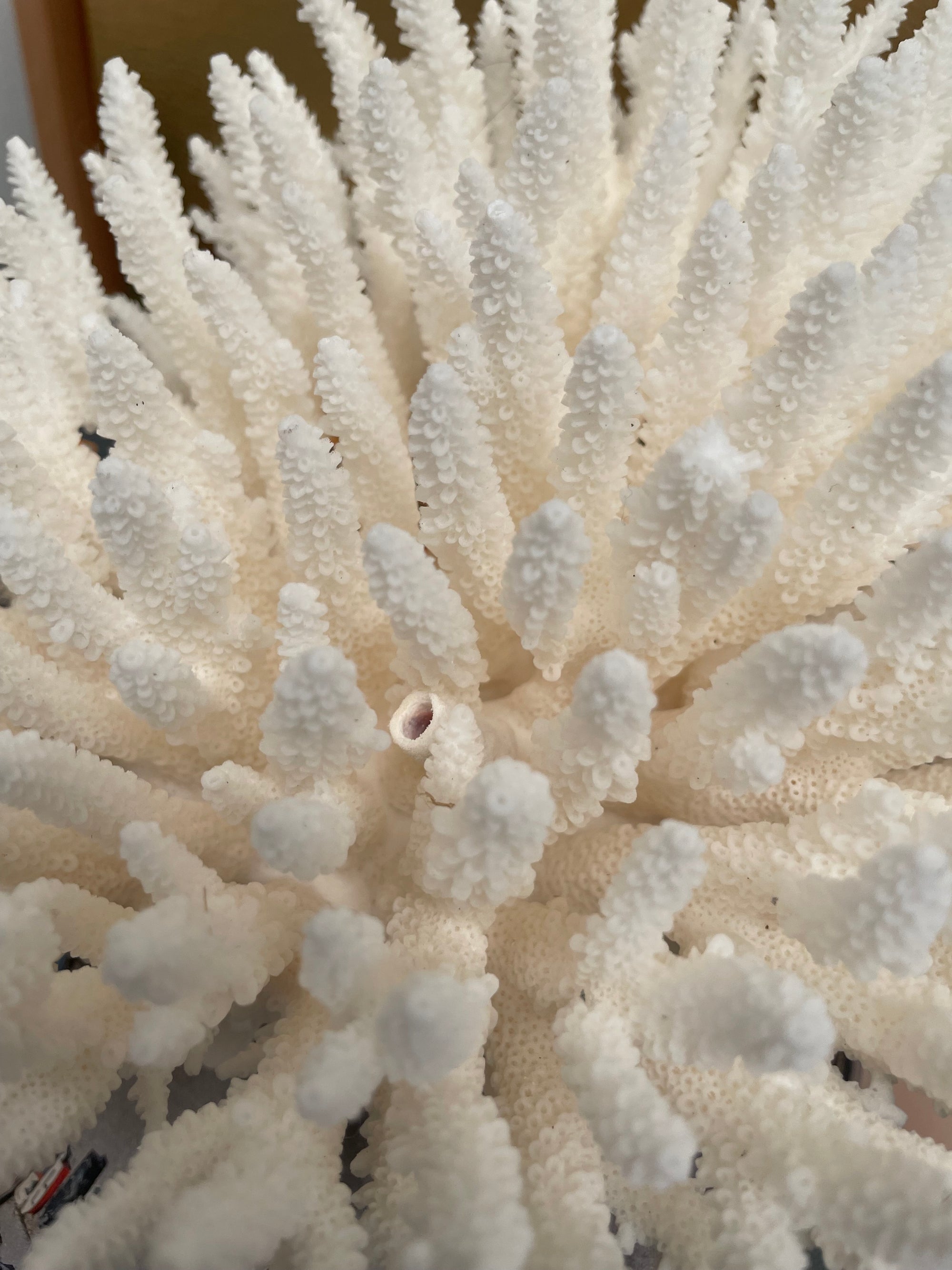 A white coral-like decorative object displayed on top of a magazine, surrounded by a gold mirror, green leaves, and patterned decor.