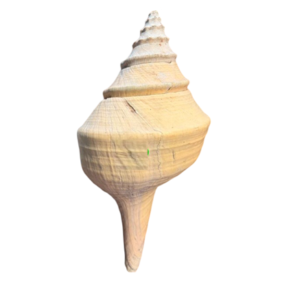 Feature Australian Trumpet or False Trumpet Shell Shell Specimen B