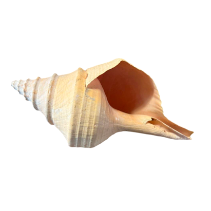 Feature Australian Trumpet or False Trumpet Shell Shell Specimen B