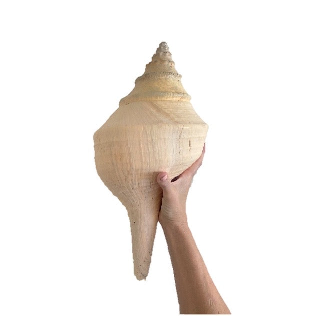 Feature Australian Trumpet or False Trumpet Shell Shell Specimen B