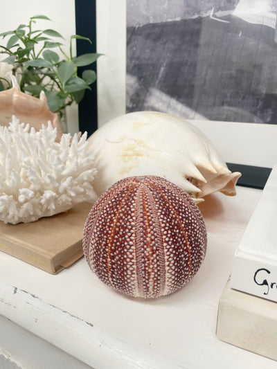 Real Giant Sea Urchin AKA Cornish Urchin