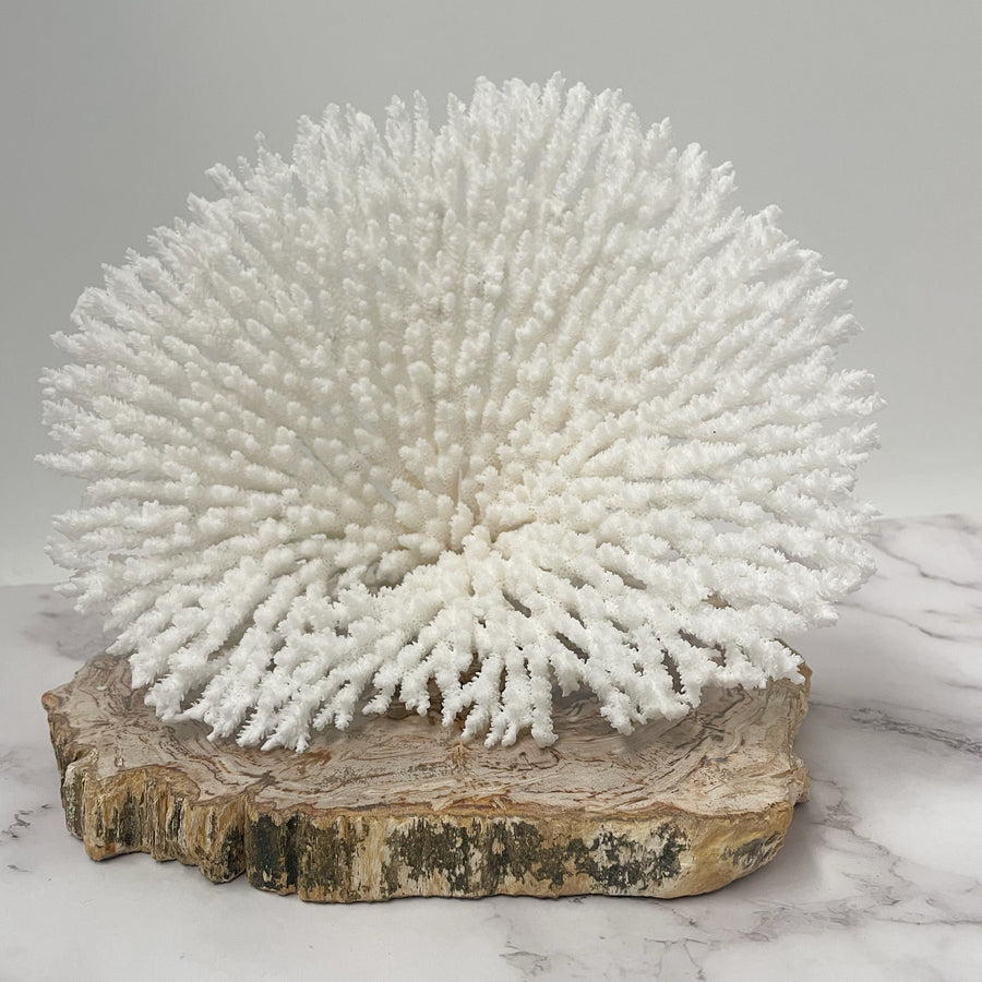 Natural Real White Coral at 1stDibs  natural white coral, real coral for  sale, large white coral