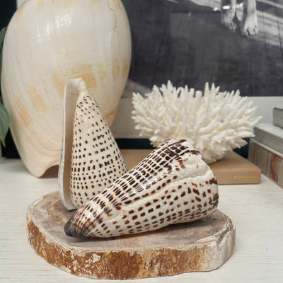 Real Polished Leopard Cone Shell Large
