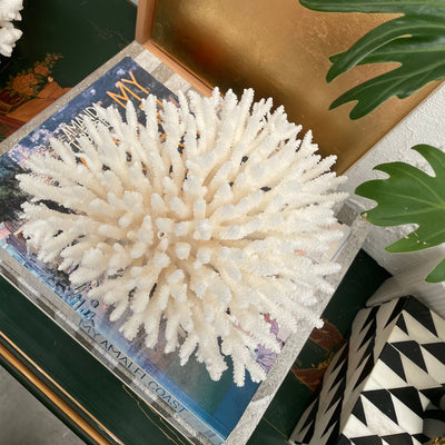 Fancy Plate Coral Specimen D