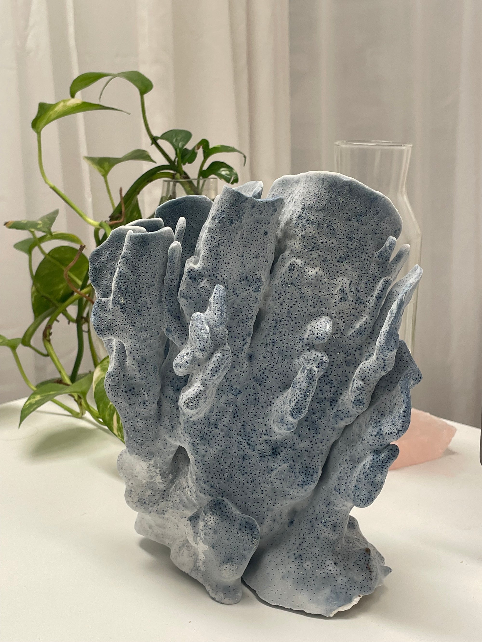 Real Blue Ridge Coral Specimen G