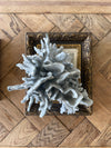 Blue Rigde Coral Specimen L