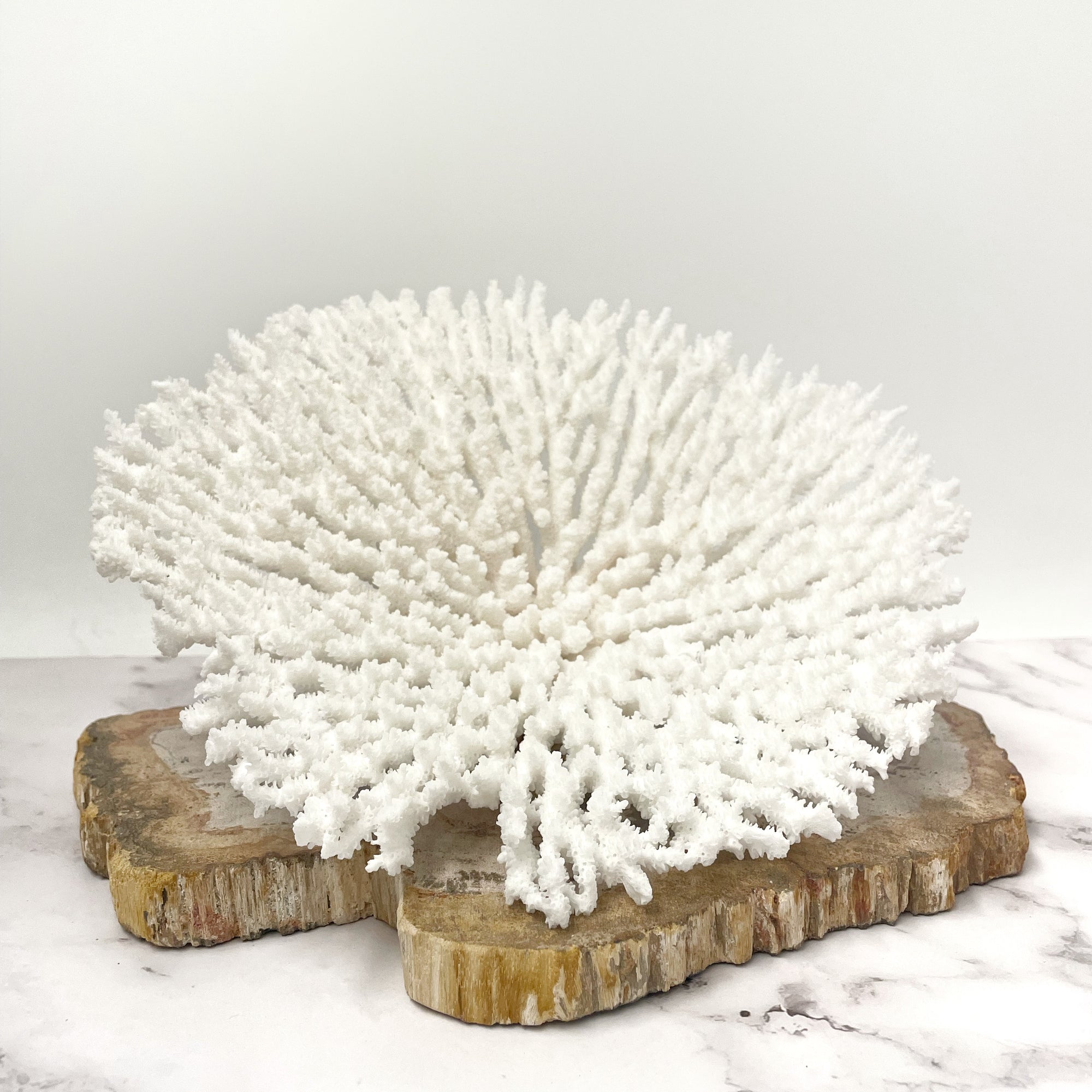 Plate Coral Specimen C
