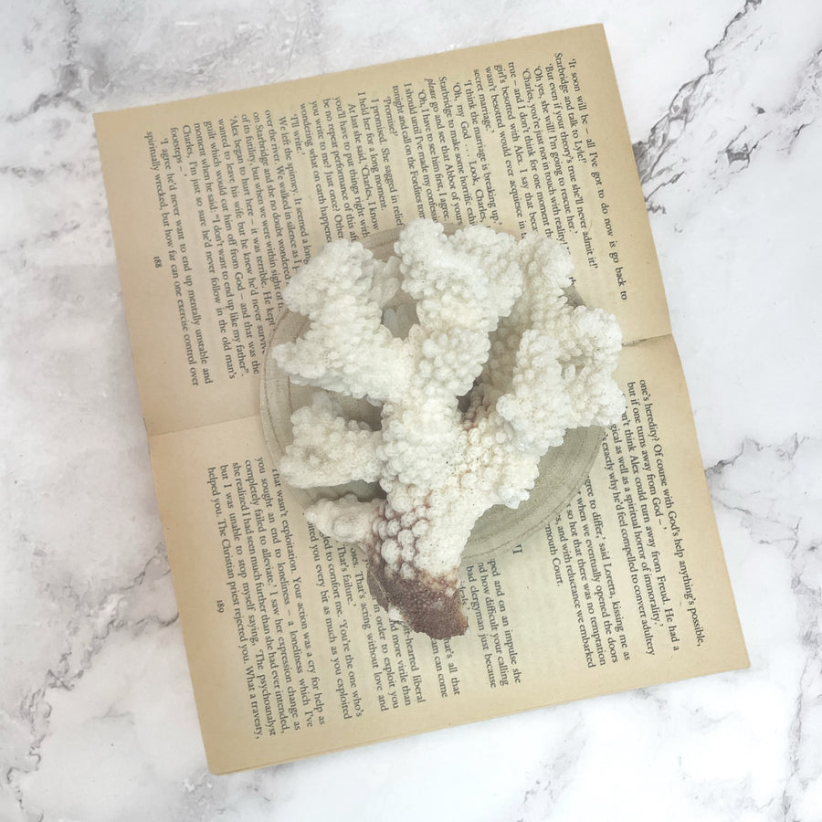 Brown Stem Coral B on Timber Slice