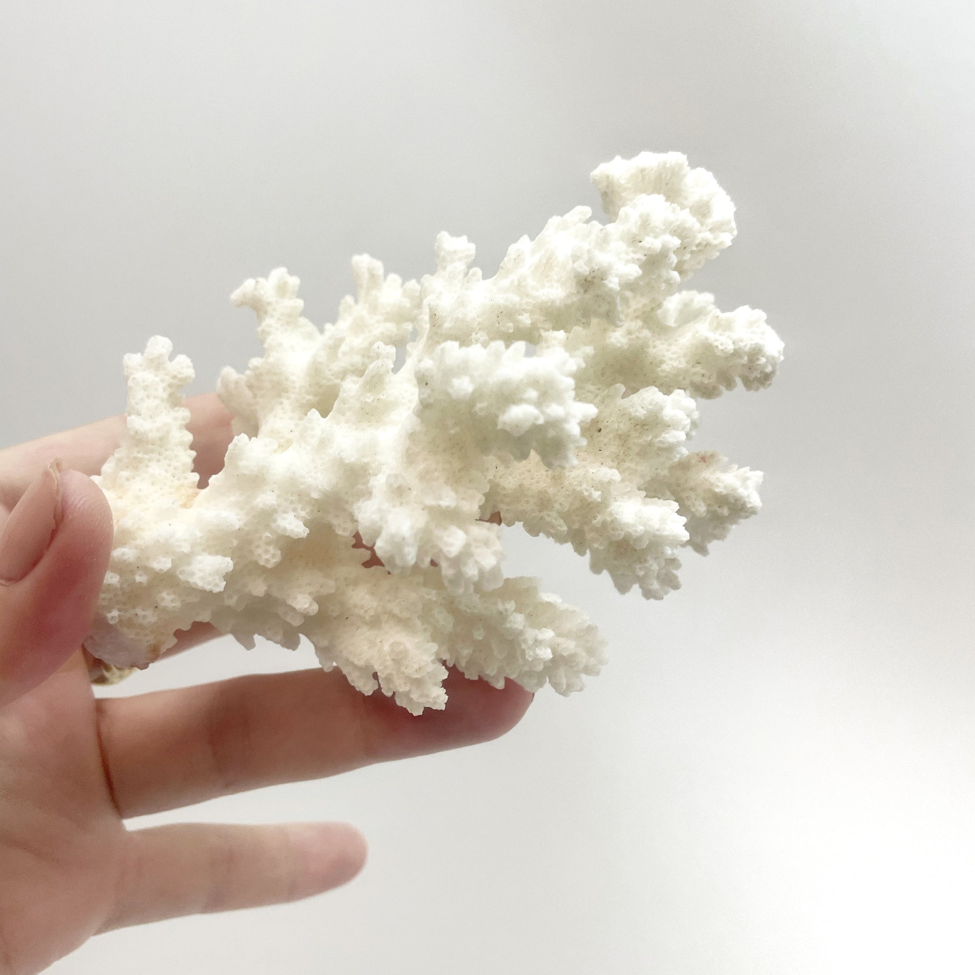 Brown Stem Coral C on Timber Slice