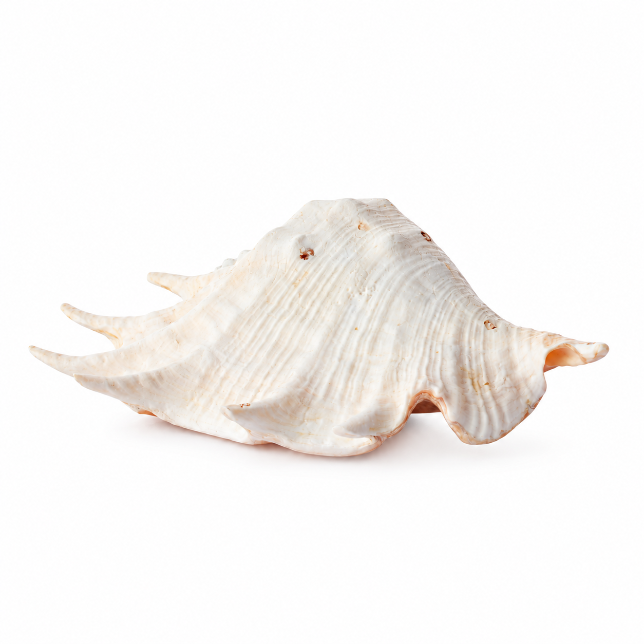 Real Large Spider Conch Shell
