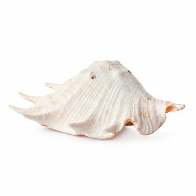 Real Large Spider Conch Shell