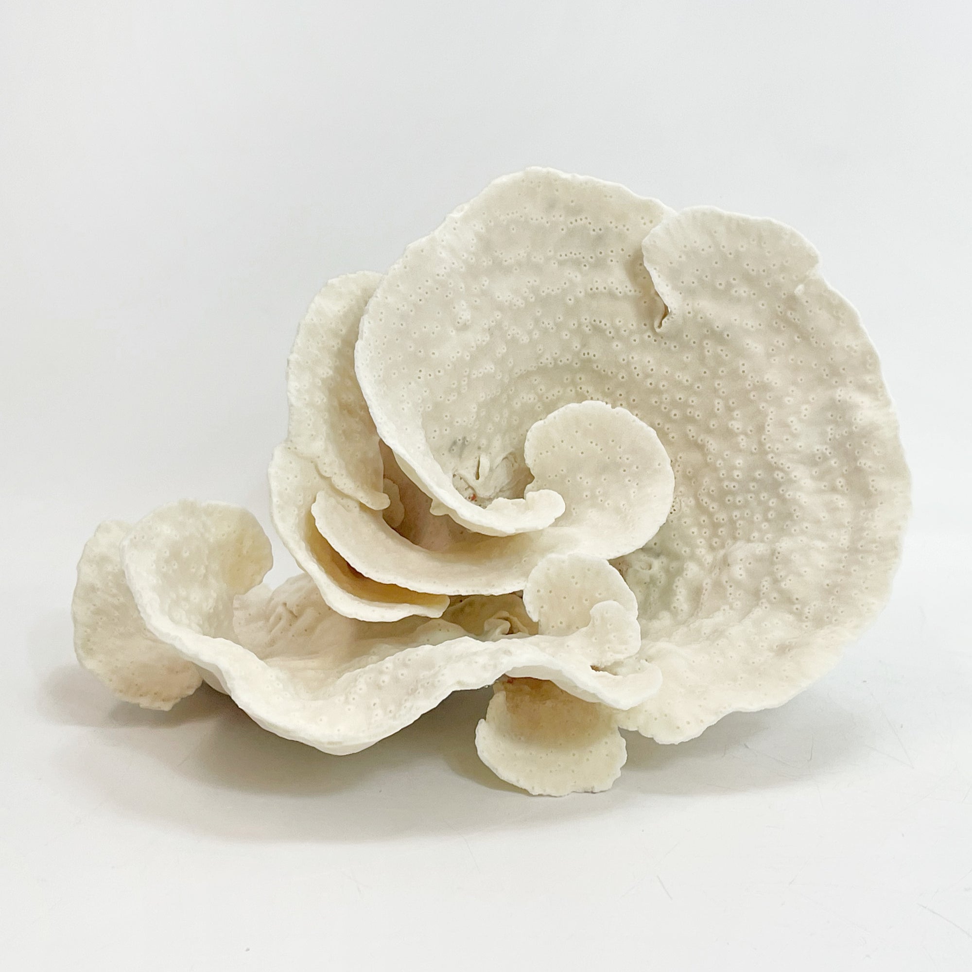 2025 Feature Collection: Turban Vase Coral Oversize #10