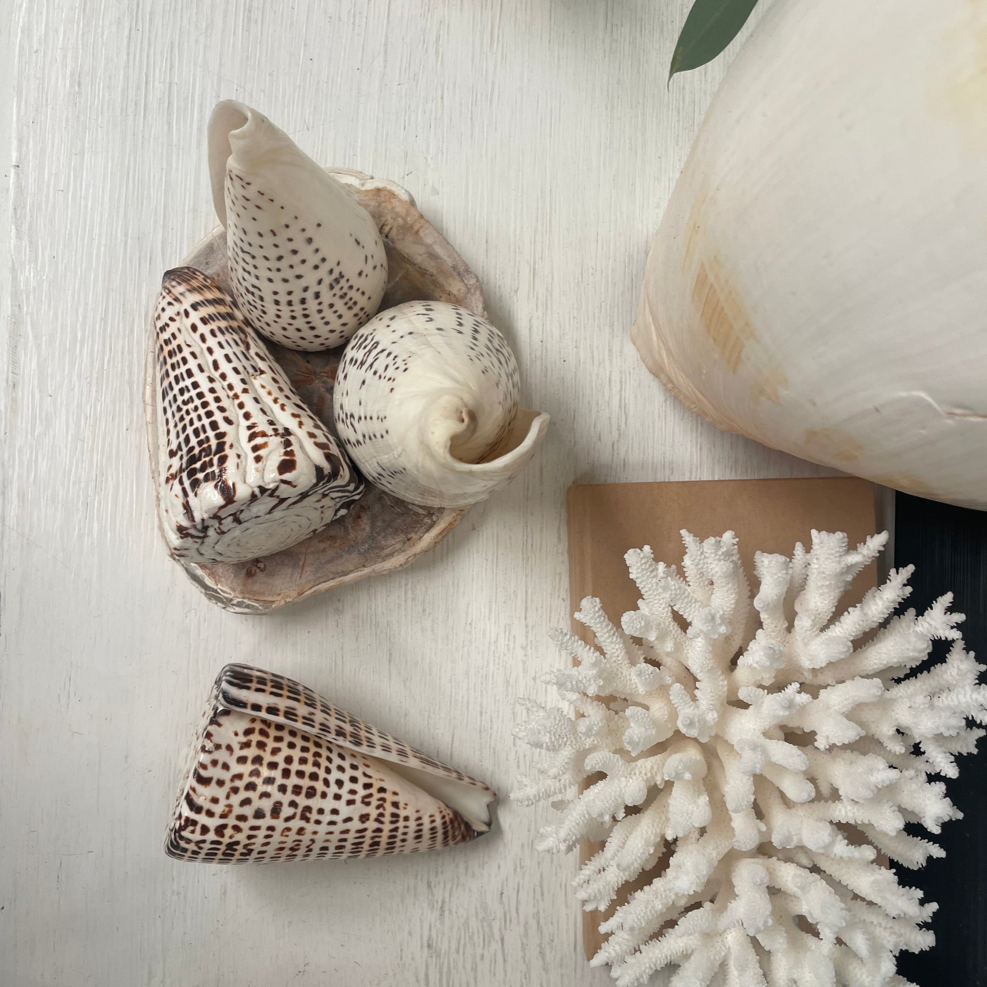 Real Polished Leopard Cone Shell Large