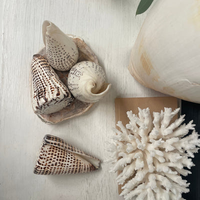 Real Polished Leopard Cone Shell Large