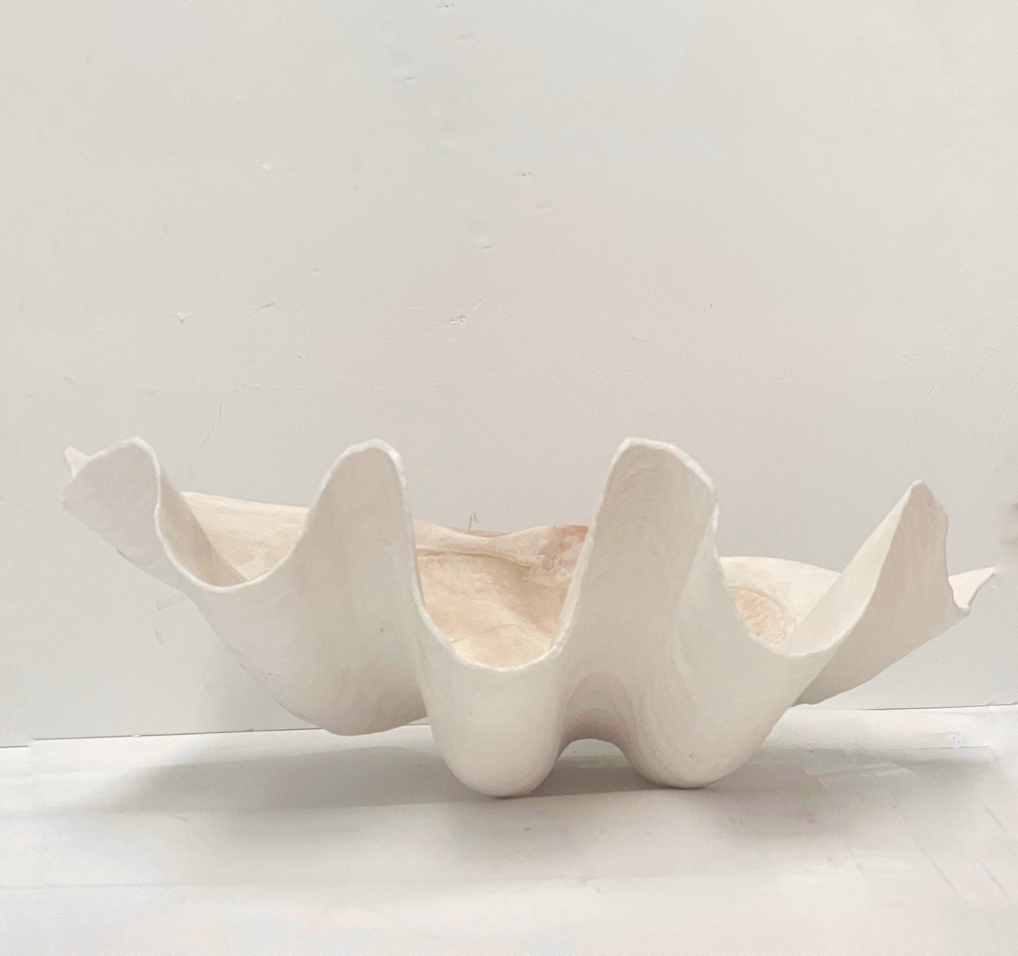 Real Giant Clamshell Approx 43CM