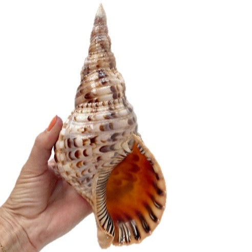 Real Large Polished Triton Shell 26 CM