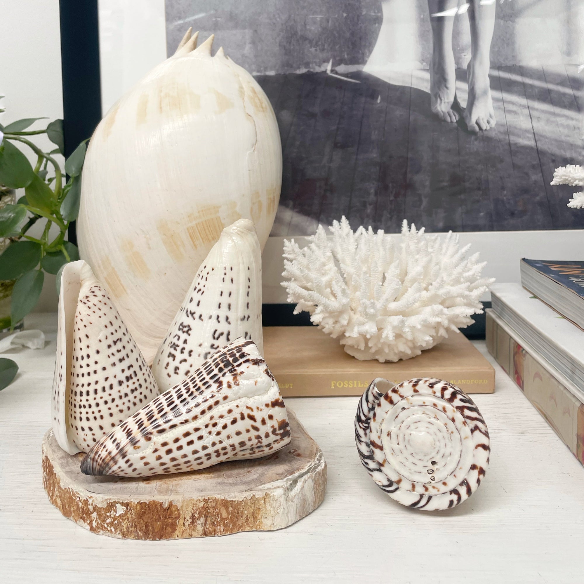 Real Polished Leopard Cone Shell Large