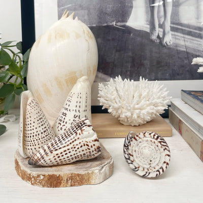 Real Polished Leopard Cone Shell Large