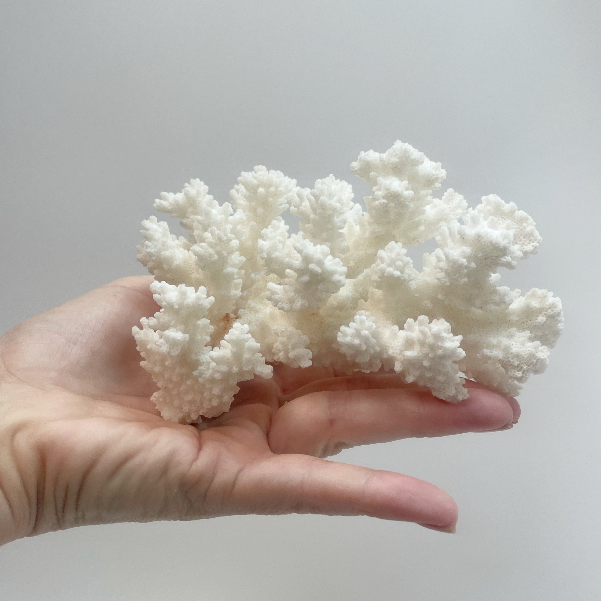 Brown Stem Coral E on Timber Slice