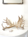 Real Fallow Deer Antler Pair