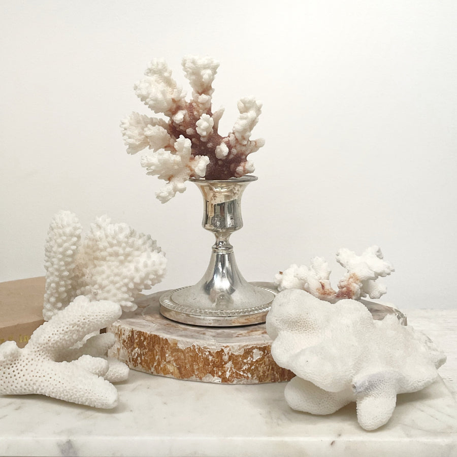 Mini Coral Bundles Set of 5