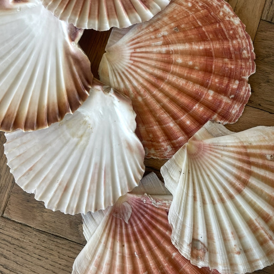 Real Natural Scallop Shells Set 5