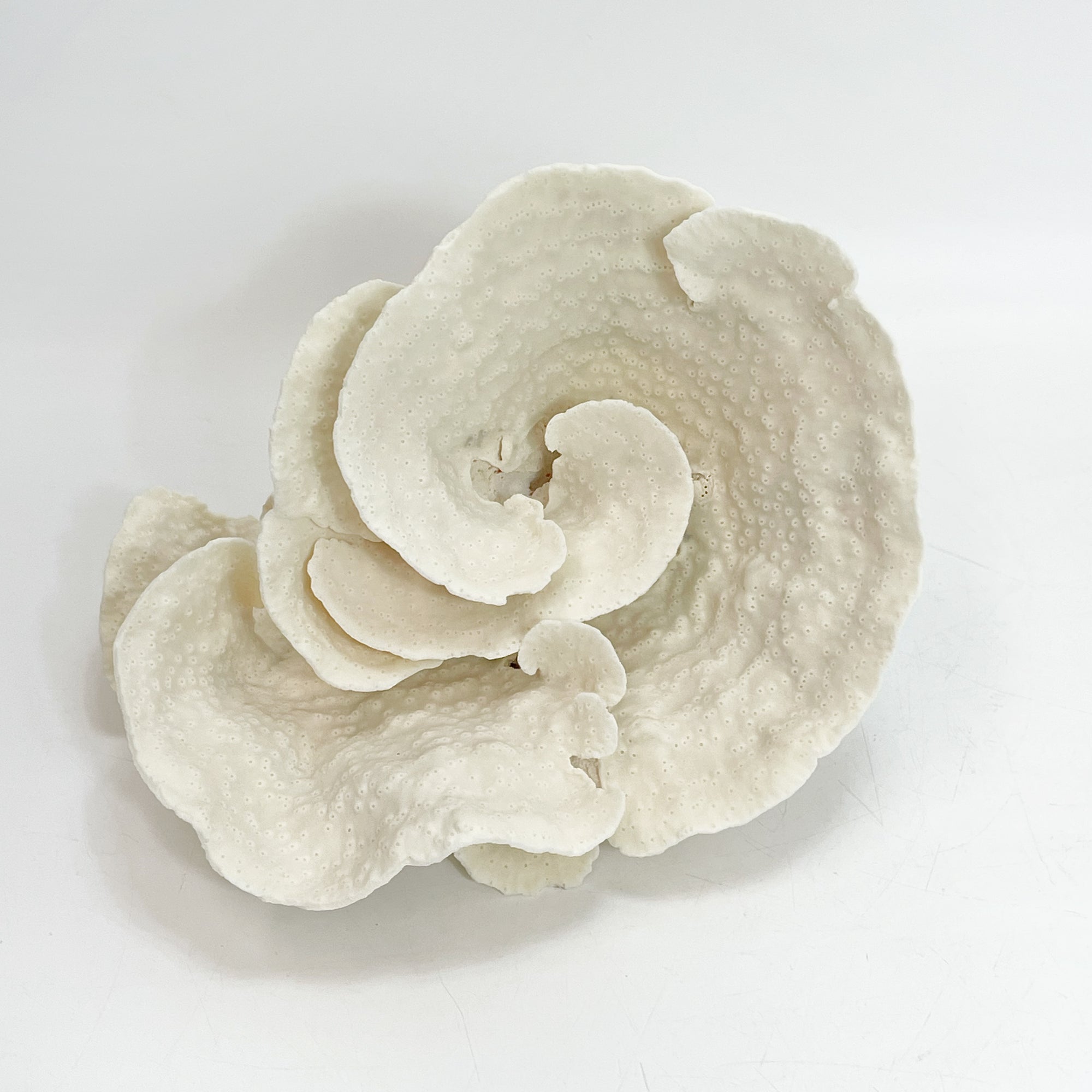 2025 Feature Collection: Turban Vase Coral Oversize #10