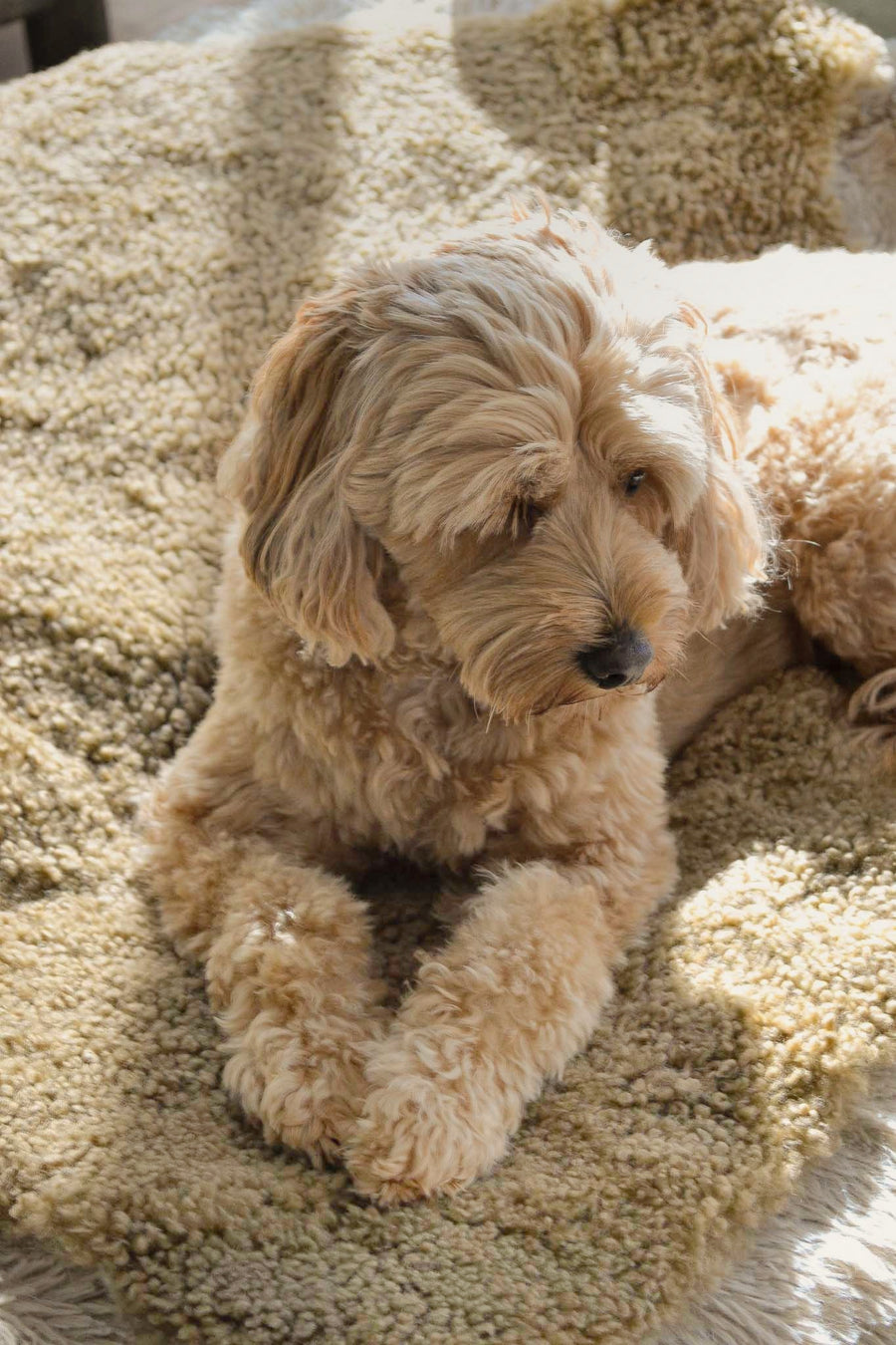 Shorn Wool Curly Shearling Sheepskin - Toffee