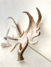 Real Fallow Deer Antler Pair