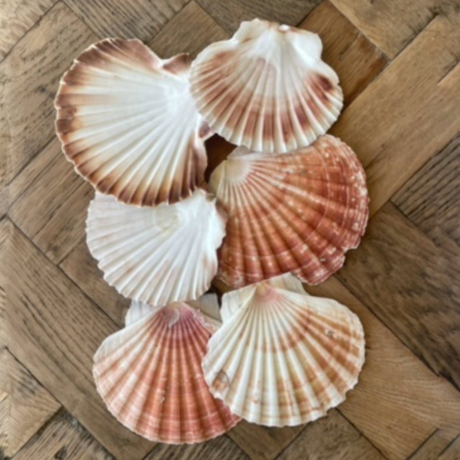 Real Natural Rustic Scallop Shells Set 5