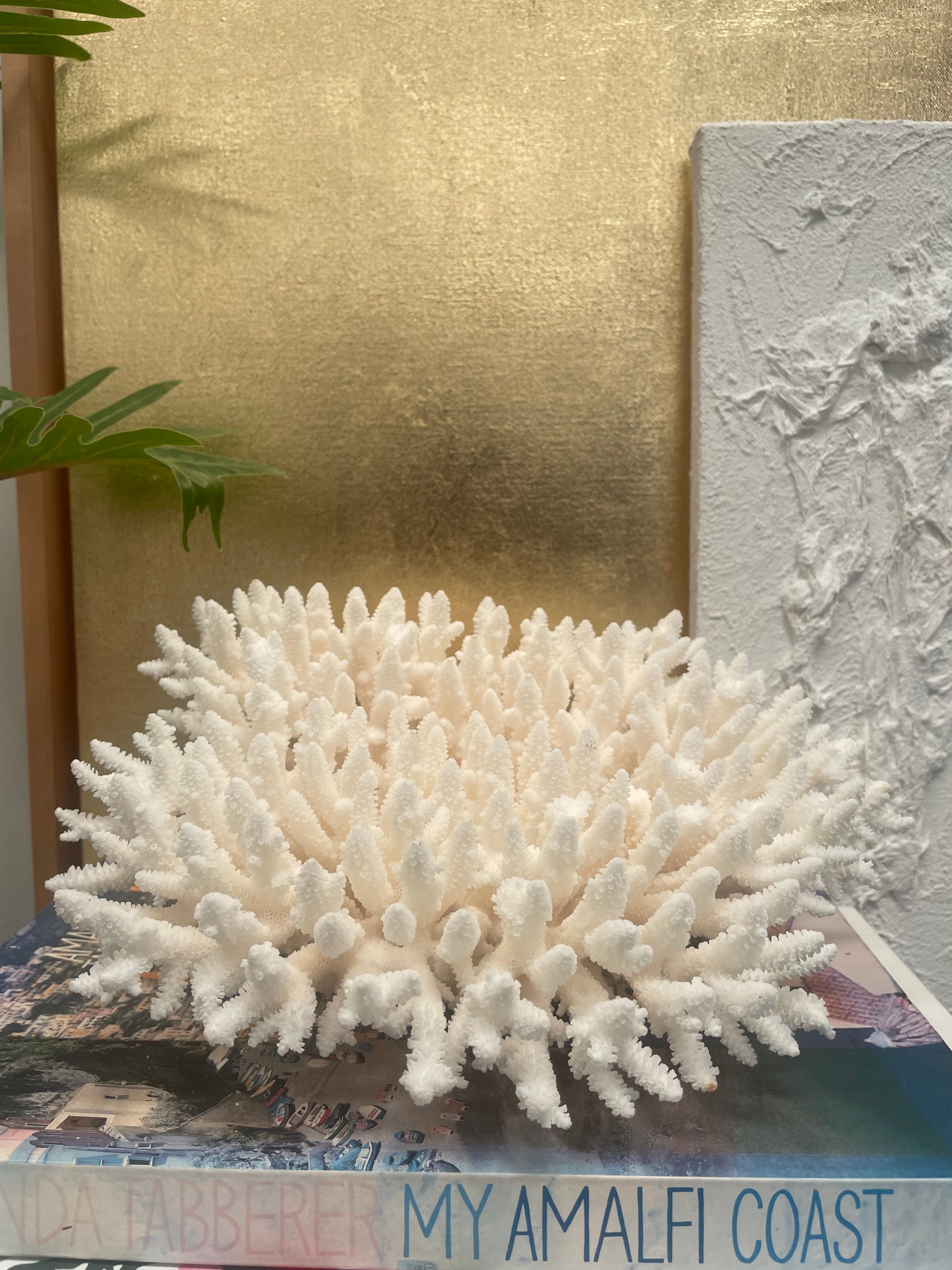 Fancy Plate Coral B