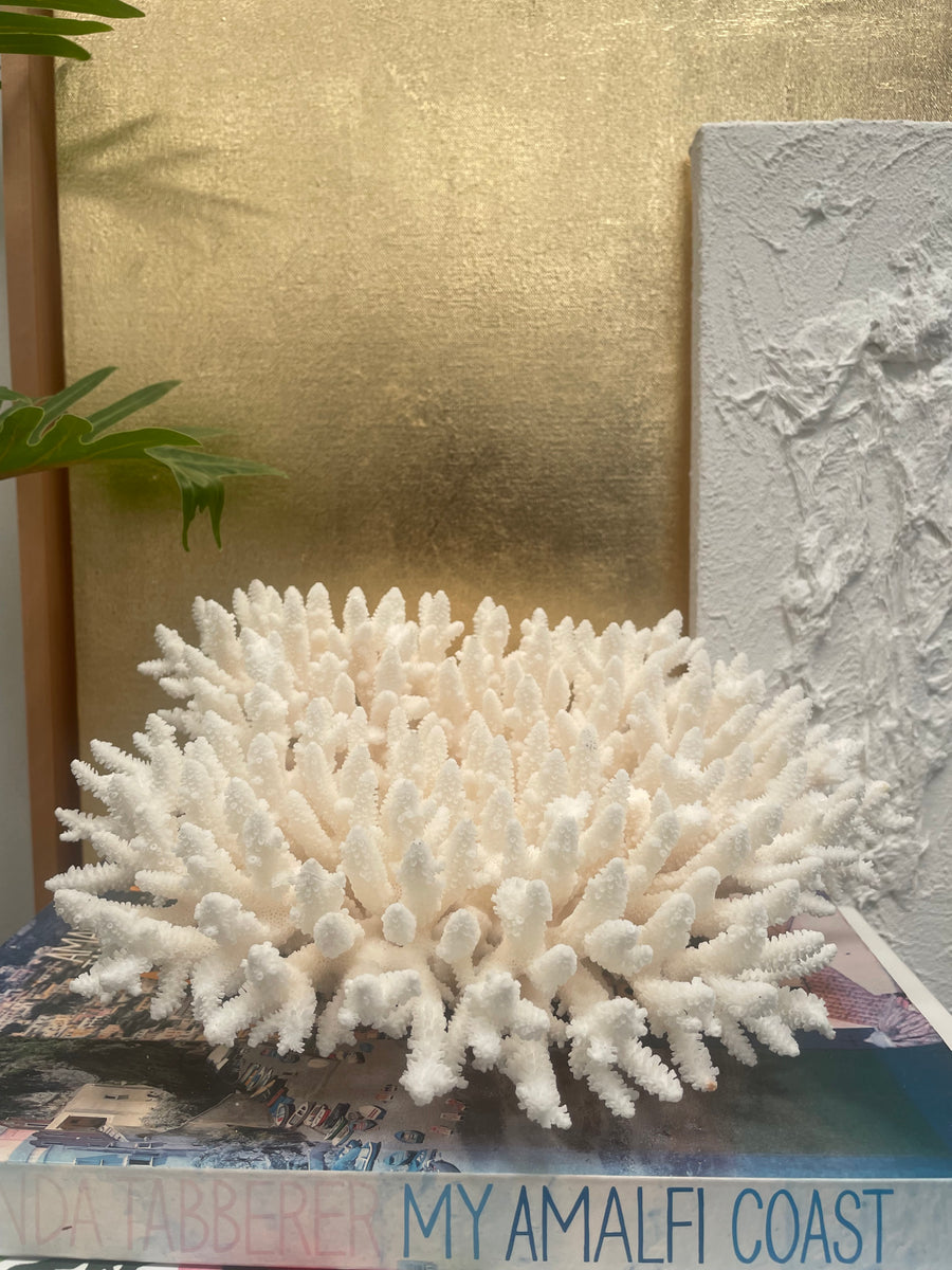 Fancy Plate Coral B