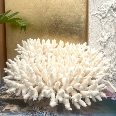 Fancy Plate Coral B