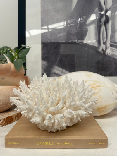 Fancy Plate Coral Specimen A