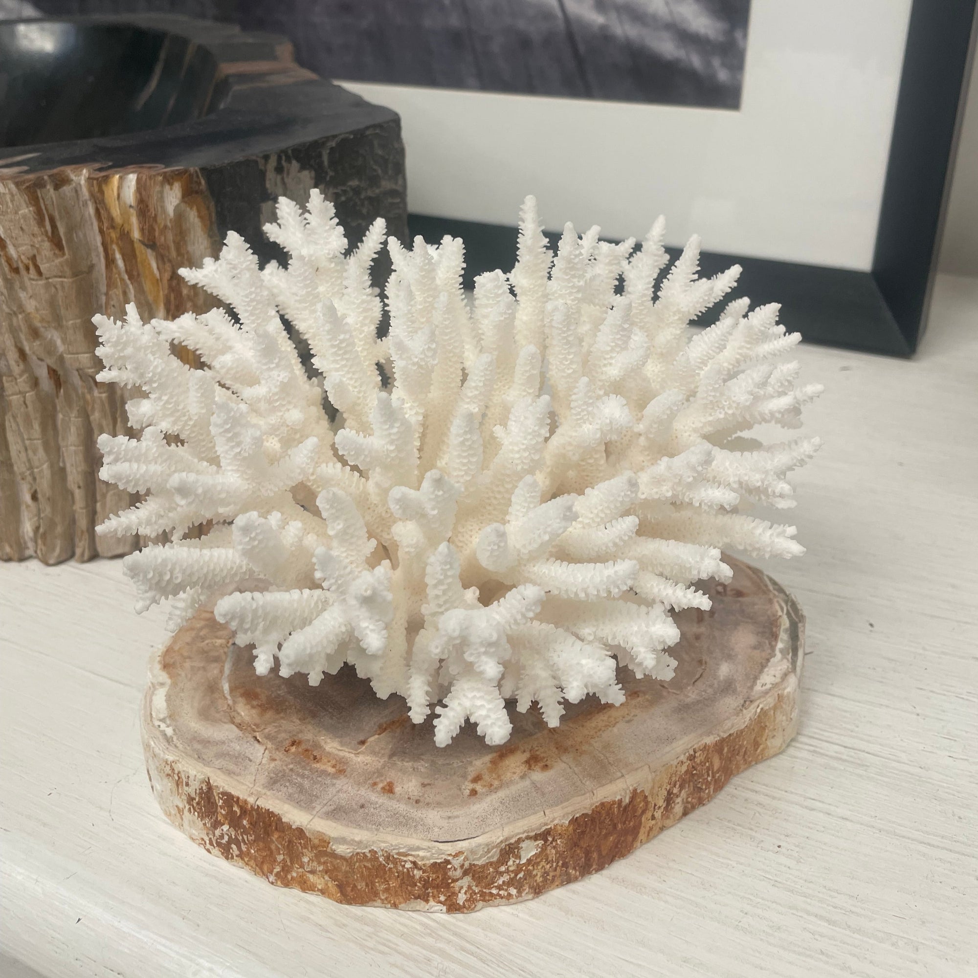 Decorative piece with white coral on a wooden base against a neutral wall.