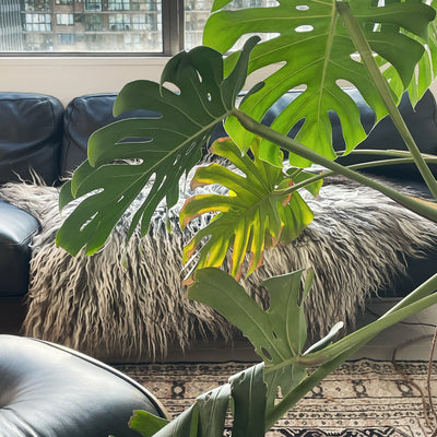 Greenlandic Sheepskin