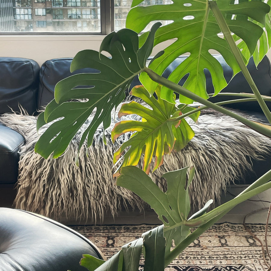 greenlandic sheepskin 